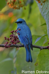 Verditer flycatcher