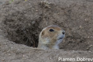 Gunnison's Prairie Dog