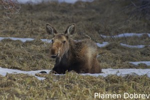 Moose