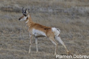 Pronghorn