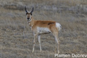 Pronghorn
