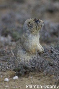 White-Tailed Prairie Dog