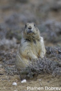 White-Tailed Prairie Dog