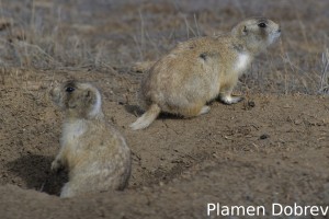 White-Tailed Prairie Dog