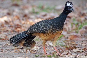 Bare-faced Curassow