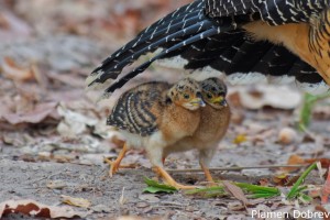 Bare-faced Curassow