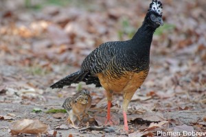 Bare-faced Curassow
