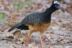 Bare-faced Curassow