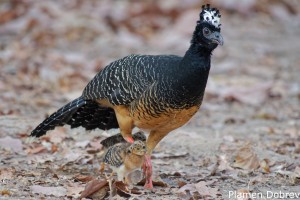Bare-faced Curassow