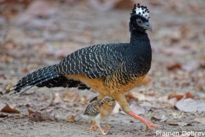 Bare-faced Curassow