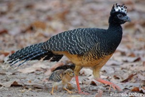 Bare-faced Curassow