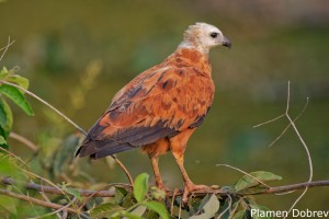 Black-collared Hawk