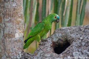 Blue-fronted Parrot