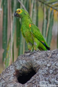 Blue-fronted Parrot