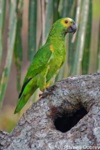 Blue-fronted Parrot