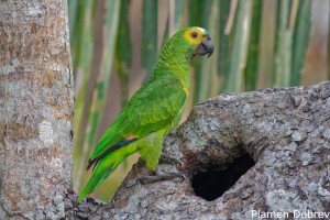 Blue-fronted Parrot