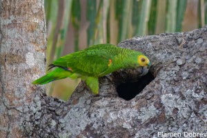 Blue-fronted Parrot