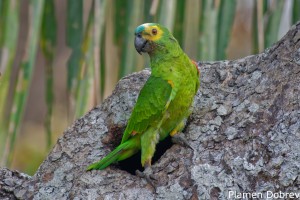 Blue-fronted Parrot