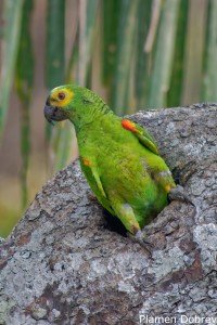 Blue-fronted Parrot