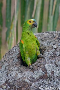 Blue-fronted Parrot