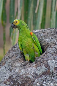 Blue-fronted Parrot