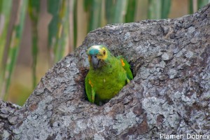 Blue-fronted Parrot
