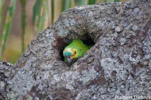 Blue-fronted Parrot