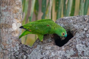 Blue-fronted Parrot