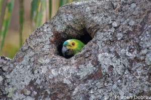 Blue-fronted Parrot