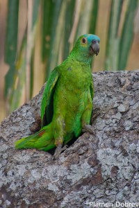 Blue-fronted Parrot