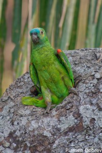 Blue-fronted Parrot