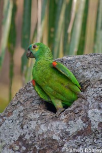 Blue-fronted Parrot