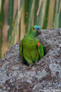 Blue-fronted Parrot