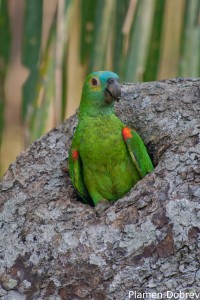 Blue-fronted Parrot