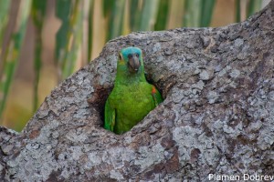 Blue-fronted Parrot