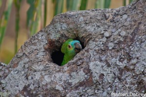 Blue-fronted Parrot