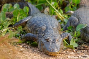 Caiman