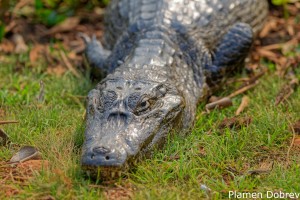 Caiman