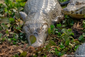 Caiman