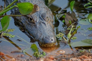 Caiman