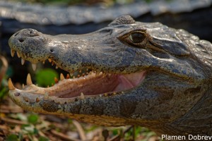 Caiman