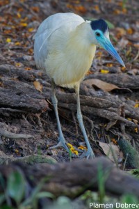Capped Heron