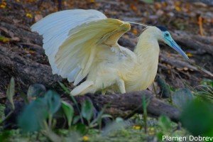 Capped Heron