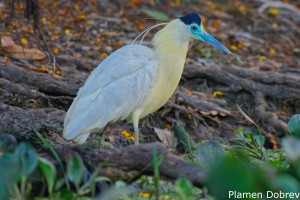 Capped Heron