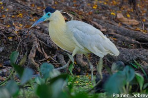 Capped Heron
