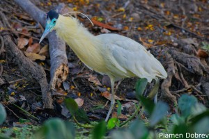 Capped Heron