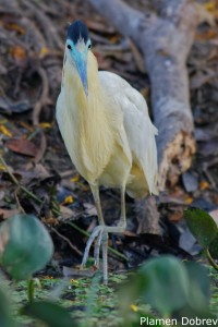 Capped Heron