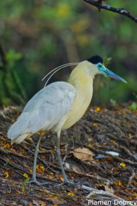 Capped Heron