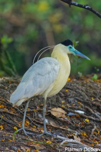 Capped Heron
