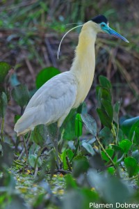 Capped Heron